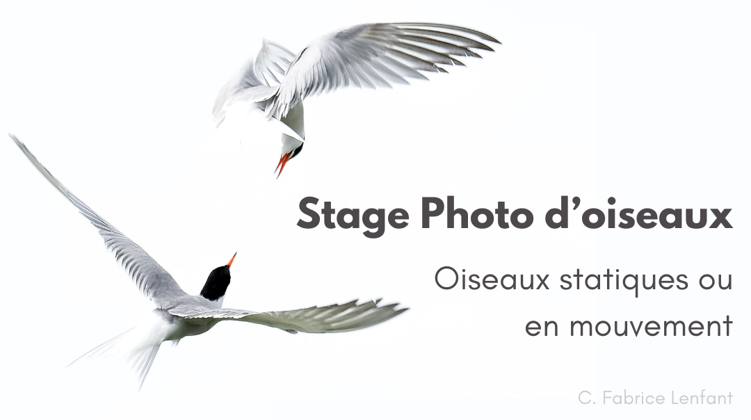 Stage photo animalière d’oiseaux à Angers