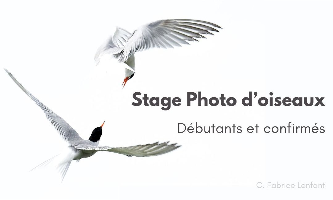 Stage photo animalière d’oiseaux à Angers édition 2025